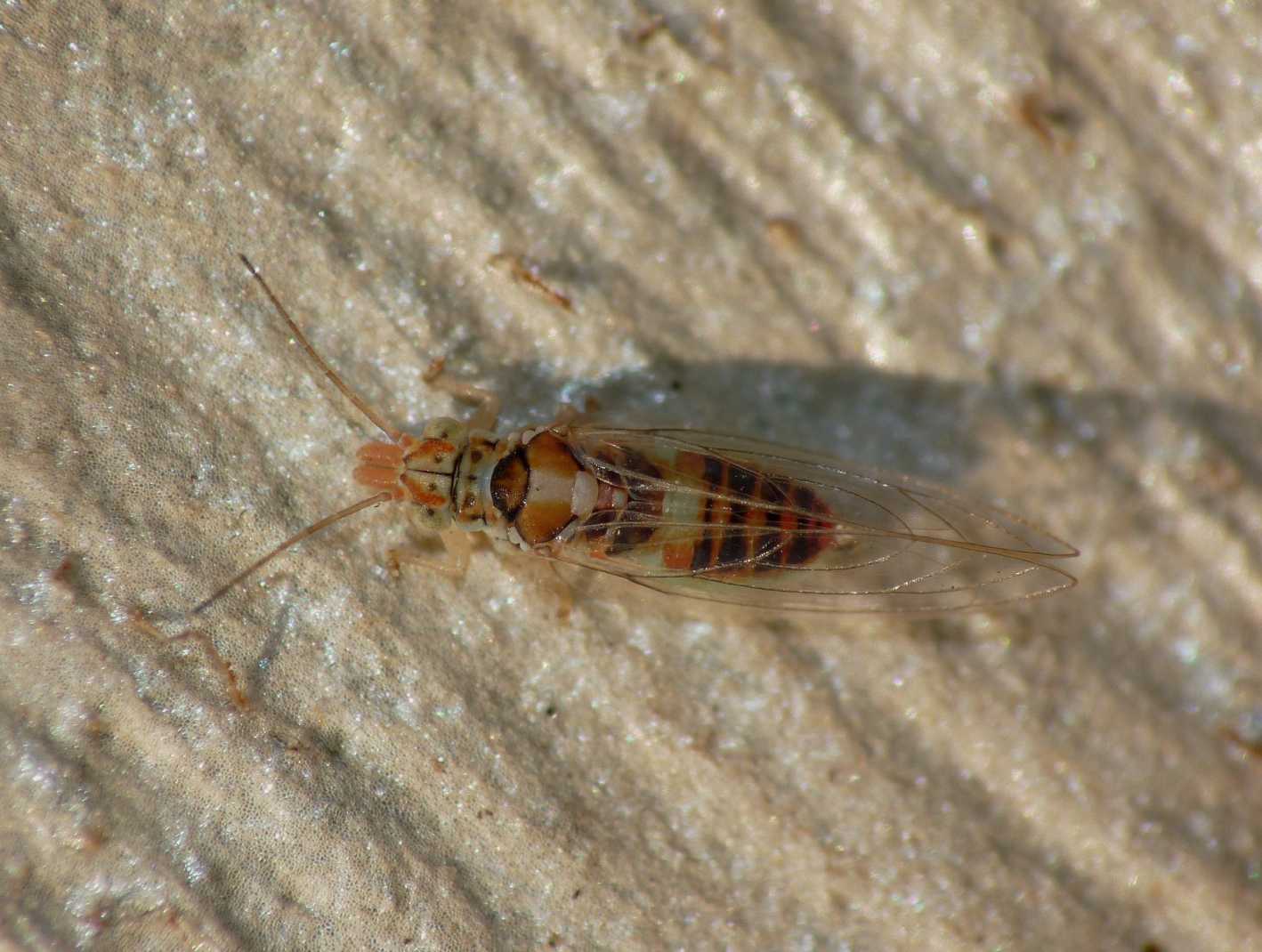 Glycaspis brimblecombei (Psyllidae)